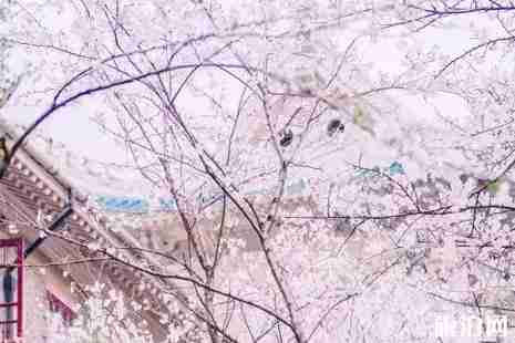 2019年春季武汉赏花攻略 2019年春季武汉赏花攻略