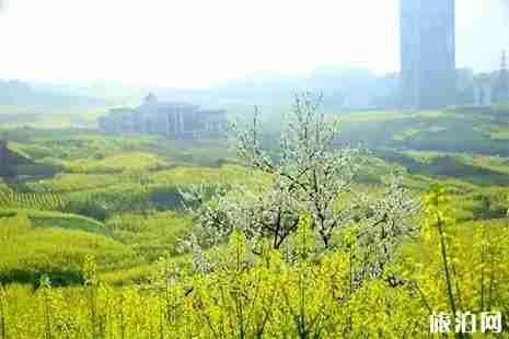 泸州可以烧烤的地方推荐