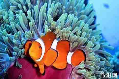 普吉岛潜水哪里好