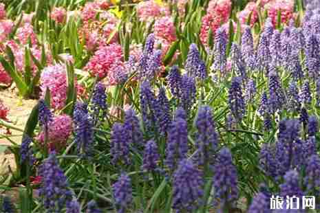 德州及周边赏花地点推荐 德州赏花好去处 德州及周边赏花地点推荐 德州赏花好去处
