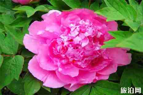 德州及周边赏花地点推荐 德州赏花好去处 德州及周边赏花地点推荐 德州赏花好去处