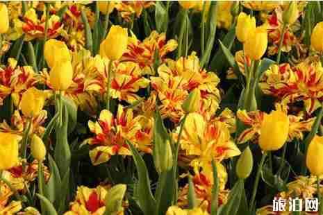 德州郁金香花园在哪里 德州油菜花赏花地点推荐 德州郁金香花园在哪里 德州油菜花赏花地点推荐