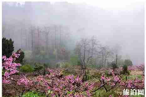 2019龙泉桃花节赏花线路+最佳赏花点 2019龙泉桃花节赏花线路+最佳赏花点