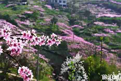 2019龙泉桃花节赏花线路+最佳赏花点 2019龙泉桃花节赏花线路+最佳赏花点