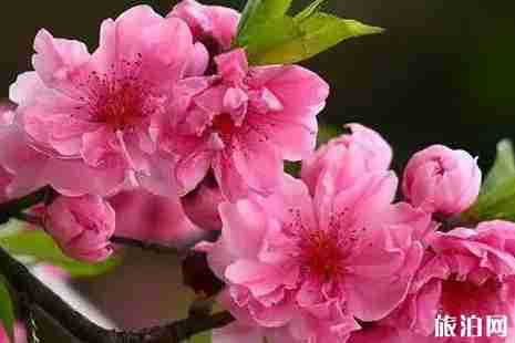 2019北京春季赏花攻略 2019北京春季赏花攻略