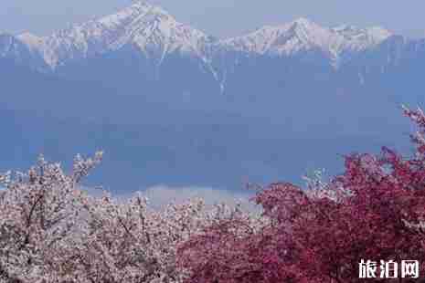 日本樱花电影取景地推荐 日本樱花电影取景地推荐