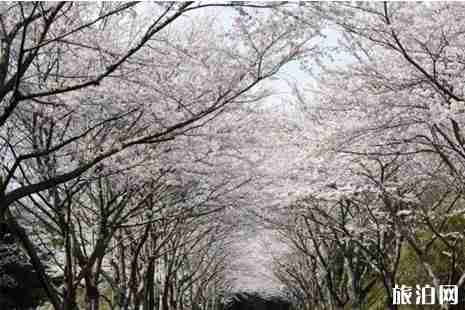 日本樱花电影取景地推荐 日本樱花电影取景地推荐