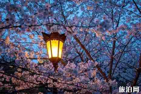 日本赏夜樱攻略 日本赏夜樱攻略