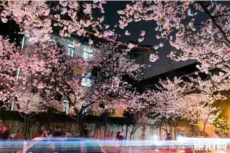 日本赏夜樱攻略 日本赏夜樱攻略