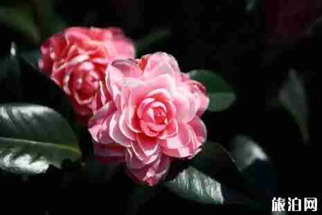 金华赏花的地方有哪些 金华赏花的地方有哪些