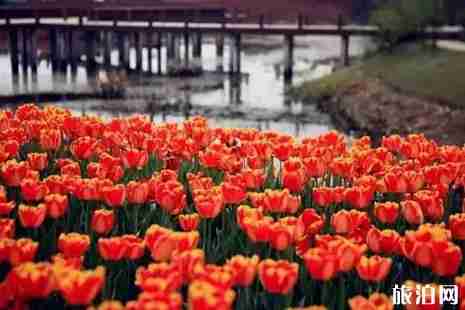 金华赏花的地方有哪些 金华赏花的地方有哪些