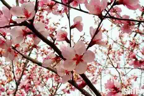 金华赏花的地方有哪些 金华赏花的地方有哪些