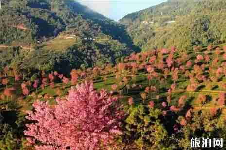 金华赏花的地方有哪些 金华赏花的地方有哪些