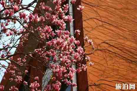 金华赏花的地方有哪些 金华赏花的地方有哪些