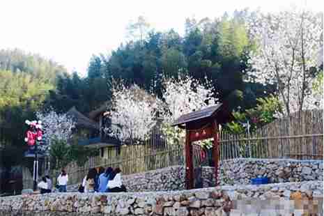 2019宜春樱花谷樱花节门票 2019宜春樱花谷樱花节门票