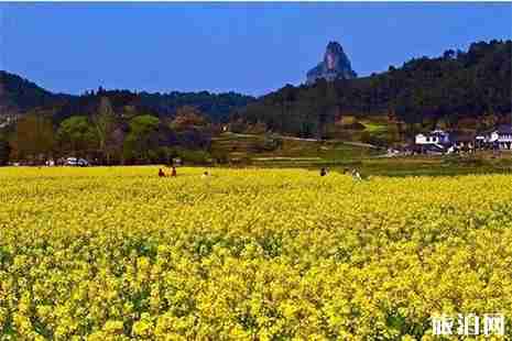 邵阳哪里有赏花的地方