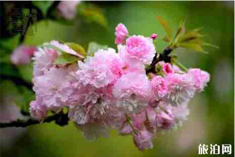 2019飞龙服务区第三届樱花节3月19日开启 2019飞龙服务区第三届樱花节3月19日开启