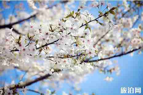 2019飞龙服务区第三届樱花节3月19日开启 2019飞龙服务区第三届樱花节3月19日开启