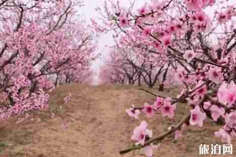 2019南阳赏花好去处推荐 2019南阳赏花好去处推荐