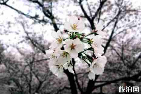 2019武汉东湖樱花节攻略 2019武汉东湖樱花节攻略