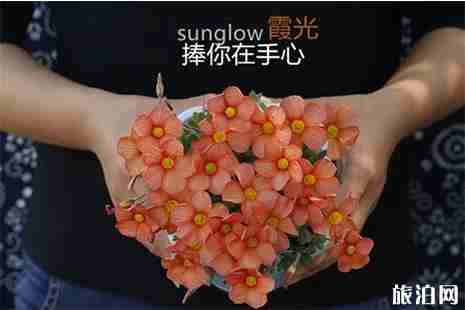 郑东新区旅游赏花信息整理 郑东新区旅游赏花信息整理