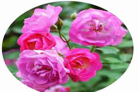 郑东新区旅游赏花信息整理 郑东新区旅游赏花信息整理