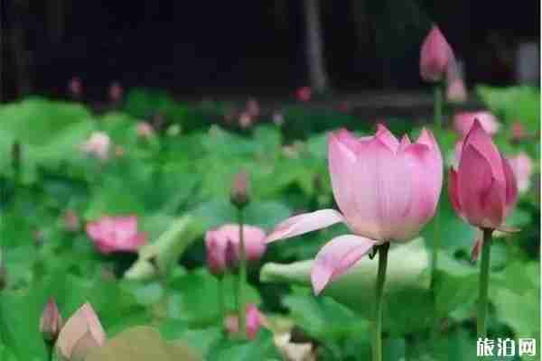 合肥荷花观赏地推荐 合肥荷花园在哪里 合肥荷花观赏地推荐 合肥荷花园在哪里