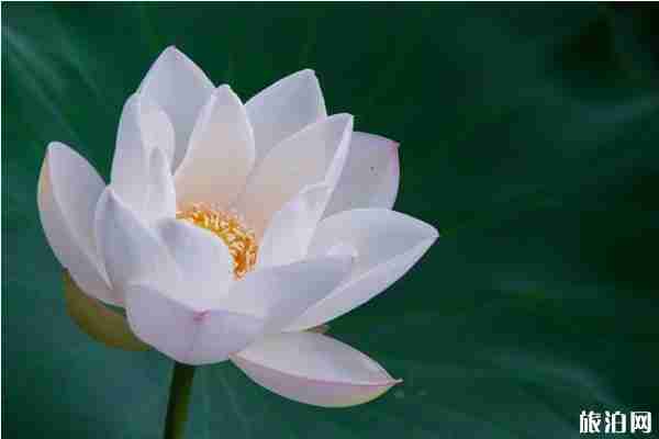 合肥荷花观赏地推荐 合肥荷花园在哪里 合肥荷花观赏地推荐 合肥荷花园在哪里