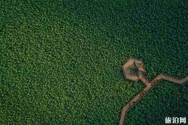 合肥荷花观赏地推荐 合肥荷花园在哪里 合肥荷花观赏地推荐 合肥荷花园在哪里