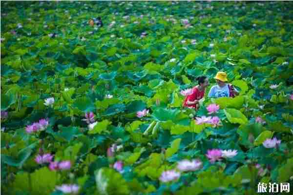 合肥荷花观赏地推荐 合肥荷花园在哪里 合肥荷花观赏地推荐 合肥荷花园在哪里