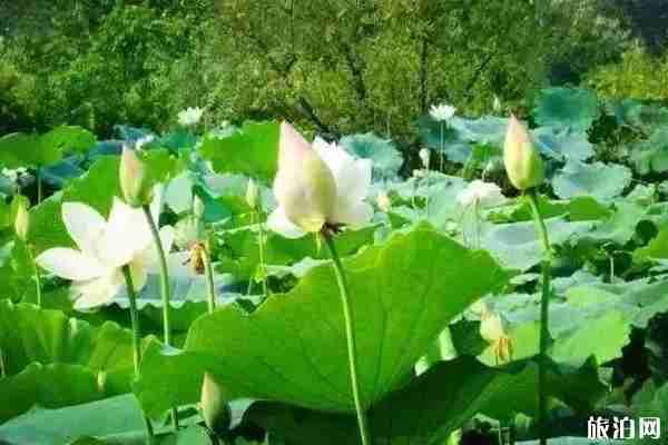 合肥荷花观赏地推荐 合肥荷花园在哪里 合肥荷花观赏地推荐 合肥荷花园在哪里