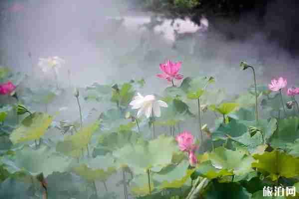 上海荷花哪里可以看到 上海荷花哪里可以看到