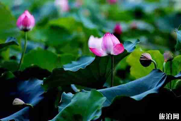 上海荷花哪里可以看到 上海荷花哪里可以看到