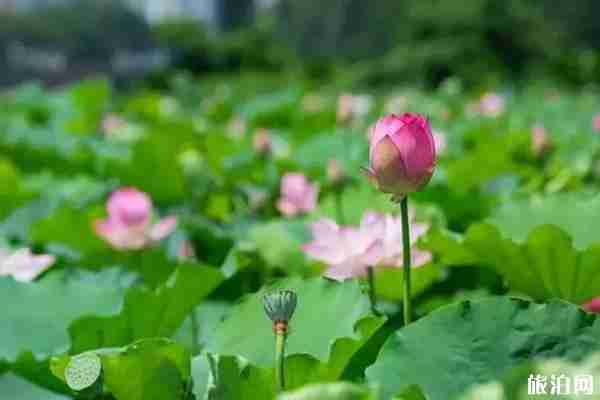 上海荷花哪里可以看到 上海荷花哪里可以看到