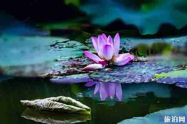 上海荷花哪里可以看到 上海荷花哪里可以看到