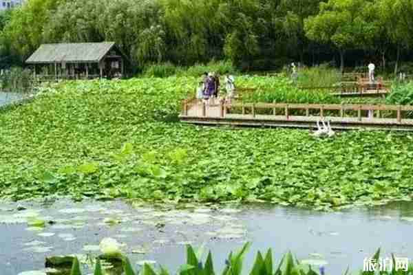 上海荷花哪里可以看到 上海荷花哪里可以看到
