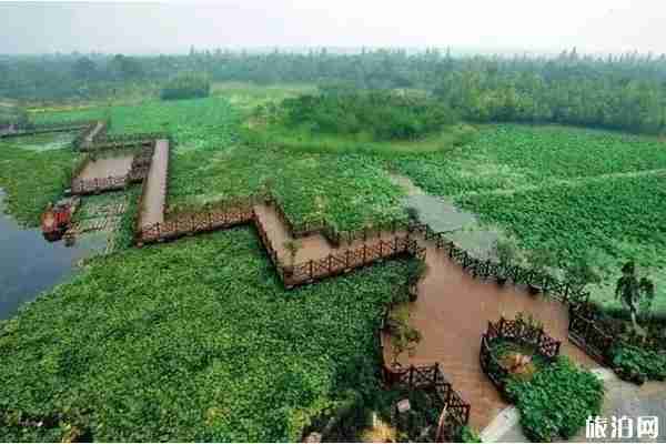 上海荷花哪里可以看到 上海荷花哪里可以看到