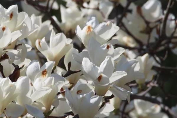 广州越秀公园春天有什么花 广州越秀公园春季赏花攻略2021 广州越秀公园春天有什么花 广州越秀公园春季赏花攻略2021