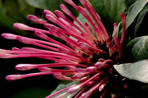 广州越秀公园春天有什么花 广州越秀公园春季赏花攻略2021 广州越秀公园春天有什么花 广州越秀公园春季赏花攻略2021