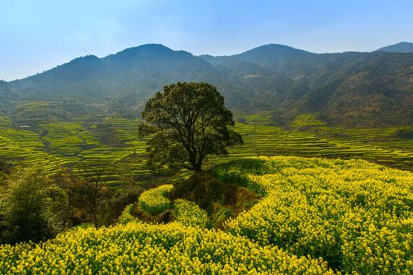 婺源油菜花几月份开花2021 最佳观赏时间 婺源油菜花几月份开花2021 最佳观赏时间