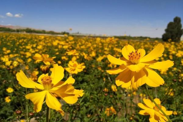 2021东莞赏花好去处 东莞看花去哪里看