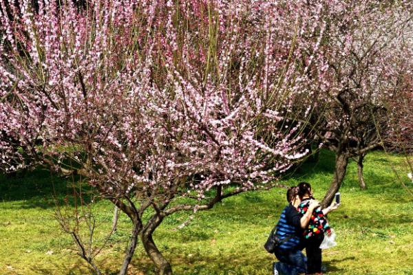 长沙赏梅地在哪里 长沙赏梅地点推荐 长沙赏梅地在哪里 长沙赏梅地点推荐