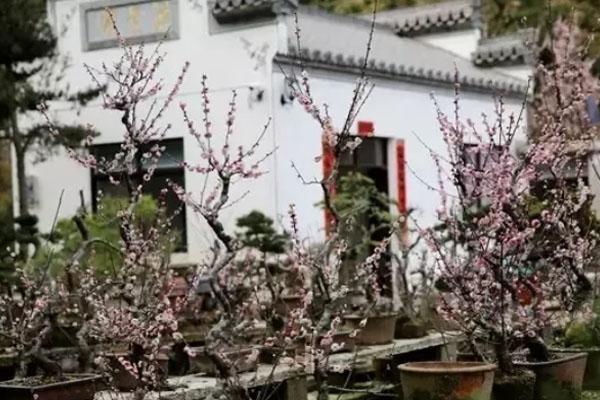 黄山赏梅花的地方推荐2021