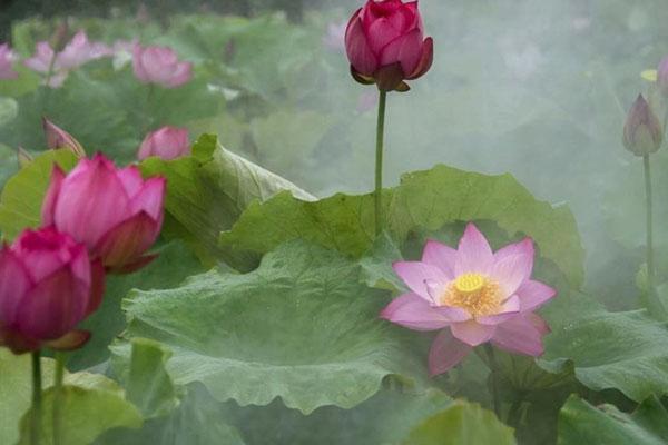 上海热气球哪里可以坐 崇明荷花博览园热气球什么时候开放 上海热气球哪里可以坐 崇明荷花博览园热气球什么时候开放