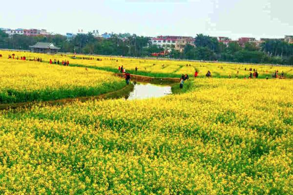 2021东莞桥头油菜花节游玩攻略 油菜花节时间-地点-交通指南
