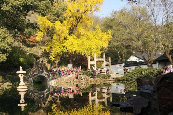 2020昆山銀杏景點有哪些 昆山銀杏樹多的地方 2020昆山銀杏景點有哪些 昆山銀杏樹多的地方