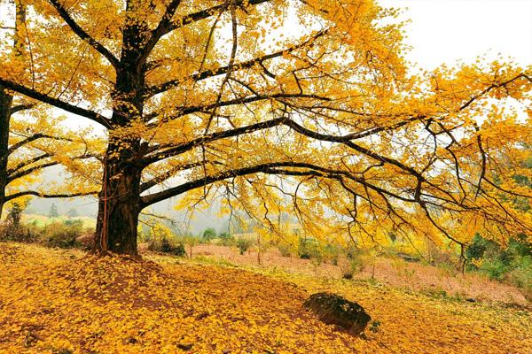 2020昆山銀杏景點有哪些 昆山銀杏樹多的地方 2020昆山銀杏景點有哪些 昆山銀杏樹多的地方