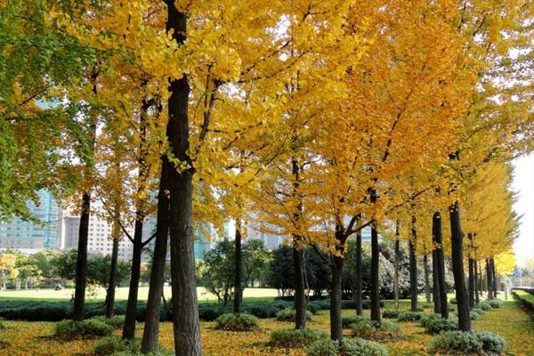 2020上海陆家嘴银杏主题季活动攻略 上海赏银杏最佳地 2020上海陆家嘴银杏主题季活动攻略 上海赏银杏最佳地