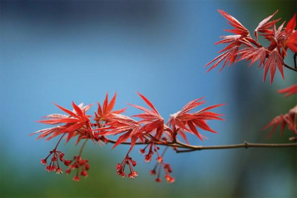 深圳12月有红叶吗 深圳哪里有枫叶景点 深圳12月有红叶吗 深圳哪里有枫叶景点