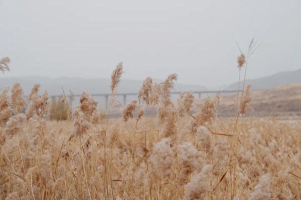 冬天去中卫有什么玩的-住宿及美食推荐 冬天去中卫有什么玩的-住宿及美食推荐
